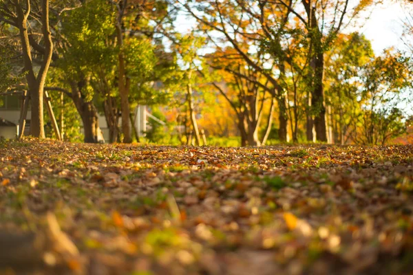 Blur Picture Autumn Season Sunlight Nagoya Castle Garden Nagoya Japan — Stock Photo, Image