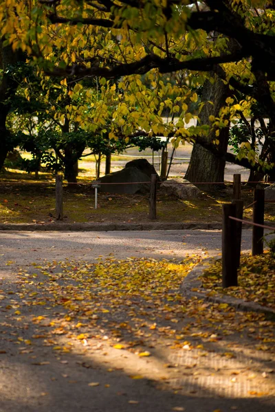 Yellow Leaves Autumn Season Nagoya Castle Park Nagoya Japan — Stock Photo, Image