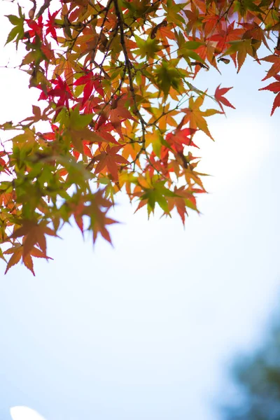 Червоний Клен Лишає Осінній Сезон Замковому Парку Нагої Нагої Японія — стокове фото