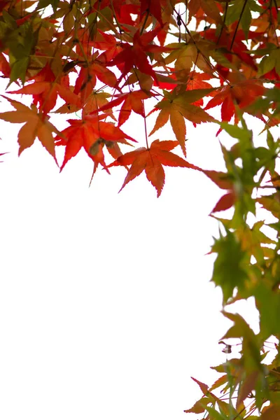 Rode Esdoorn Bladeren Witte Achtergrond — Stockfoto