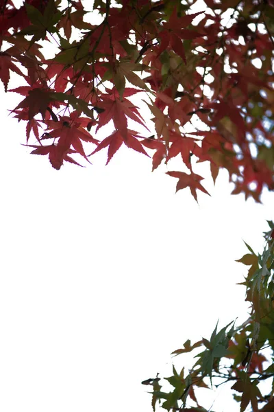 Feuilles Érable Rouge Sur Fond Blanc — Photo