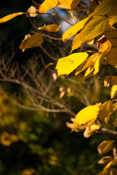 Blur Picture Yellow Leaves Sun Light Autumn Season — Stock Photo, Image