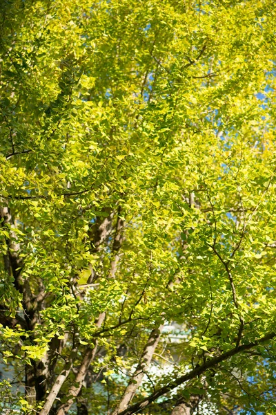 Ginkgo Leaves Autumn Season — Stock Photo, Image