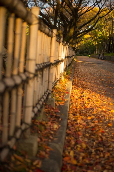 Stagione Autunnale Luce Solare Nel Giardino Del Castello Nagoya Nagoya — Foto Stock