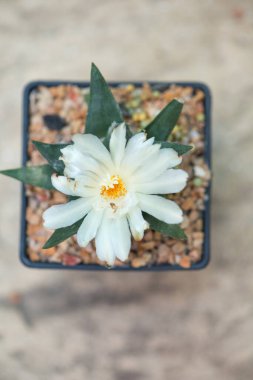 Kavanozda beyaz çiçekli Ariocarpus kaktüsü