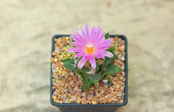 Ariocarpus Cactus Pink Flower Pot — Stock Photo, Image