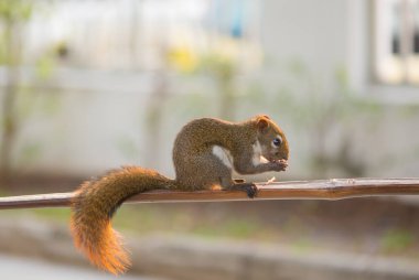 Bahçedeki tahta çubukta fındık yiyen sincap.