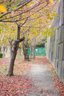 Osaka Kalesi Parkı, Osaka, Japonya 'da sonbahar sezonu.