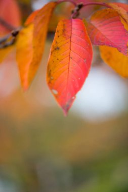Japonya 'nın Osaka şehrinde sonbahar mevsiminde Osaka Kalesi Parkı' nda kırmızı yapraklar.