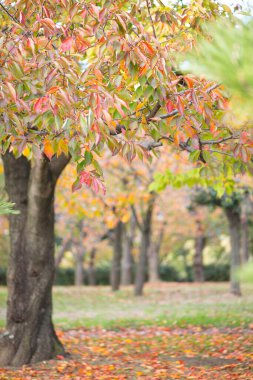 Osaka Kalesi Parkı, Osaka, Japonya 'da sonbahar sezonu.