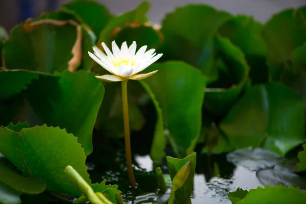 Biały Kwiat Lilii Wodnej Basenie — Zdjęcie stockowe