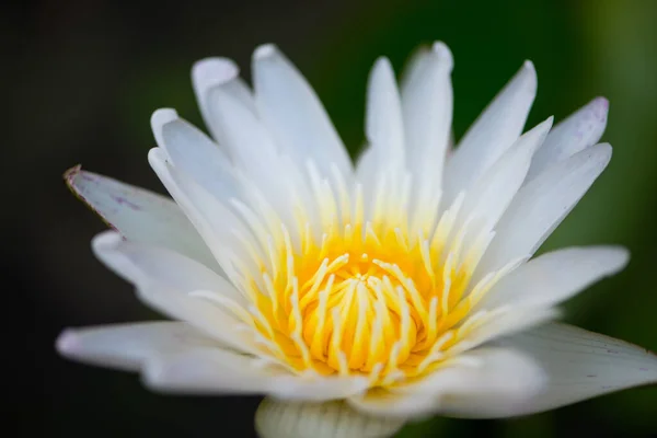 Белый Цветок Лилии Бассейне — стоковое фото