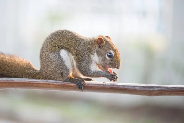 Écureuil Manger Noix Sur Bar Bois Dans Jardin — Photo