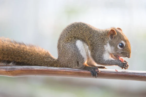 Ardilla Comer Nuez Barra Madera Jardín — Foto de Stock