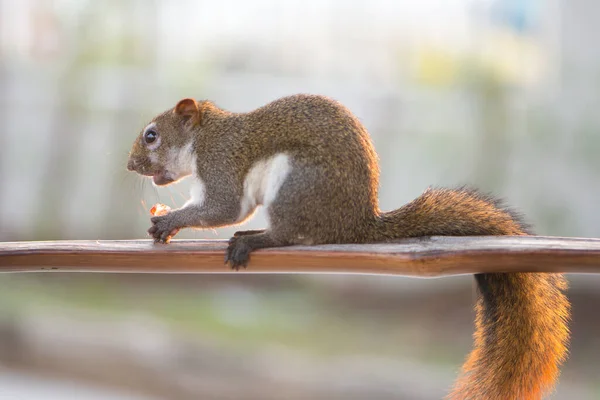 Squirrel Eating Nut Wooden Bar Garden — Stock Photo, Image