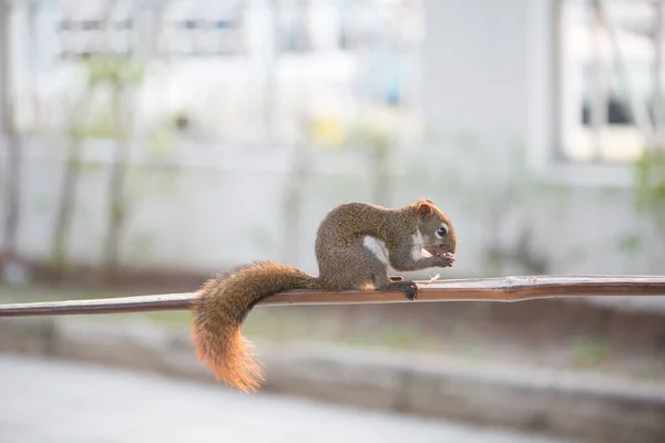 Esquilo Comendo Noz Barra Madeira Jardim — Fotografia de Stock