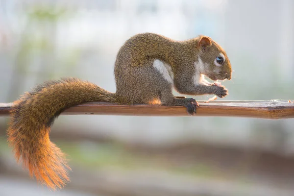 Squirrel Eating Nut Wooden Bar Garden — Stock Photo, Image