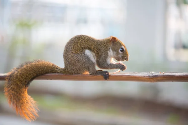 Squirrel Eating Nut Wooden Bar Garden — Stock Photo, Image