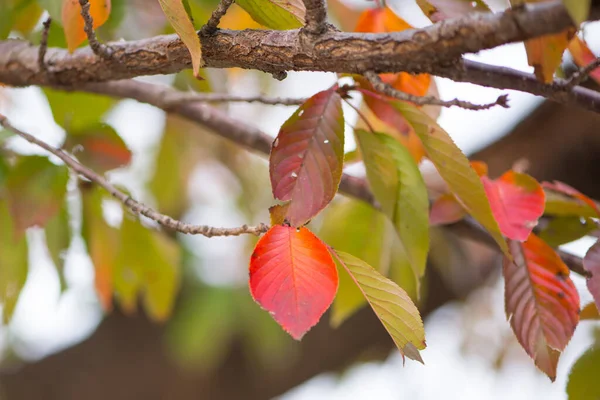 Rote Blätter Osaka Castle Park Der Herbstsaison Osaka Japan — Stockfoto