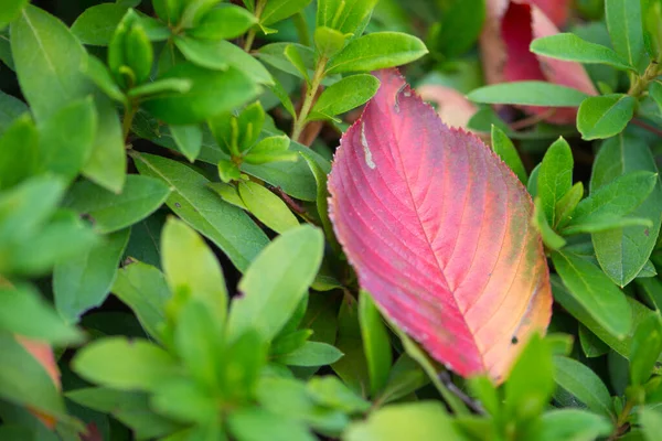 Rotes Laub Fällt Osaka Castle Park Der Herbstsaison Osaka Japan — Stockfoto