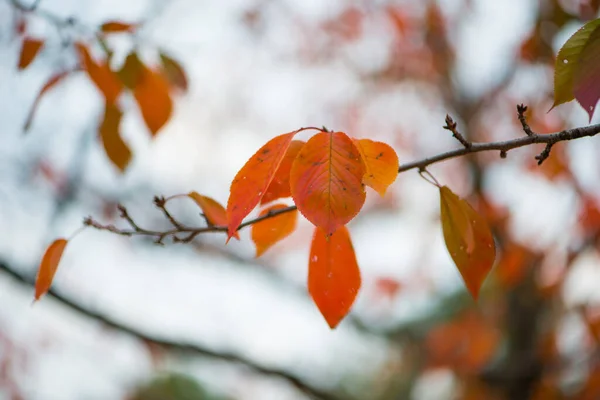 Rote Blätter Osaka Castle Park Der Herbstsaison Osaka Japan — Stockfoto