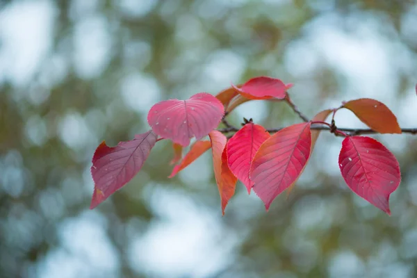 Rote Blätter Osaka Castle Park Der Herbstsaison Osaka Japan — Stockfoto