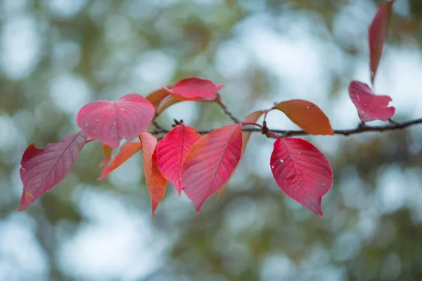 Rote Blätter Osaka Castle Park Der Herbstsaison Osaka Japan — Stockfoto