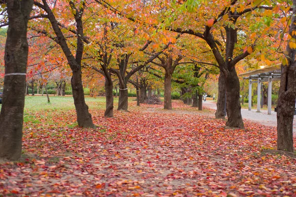 Osaka Castle Park Autumn Season Osaka Japan — стоковое фото