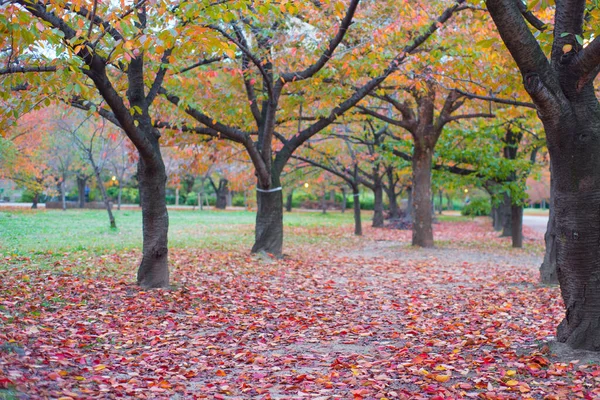 Osaka Castle Park Autumn Season Osaka Japan — Stock Photo, Image