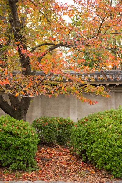 Parc Château Osaka Avec Automne Osaka Japon — Photo