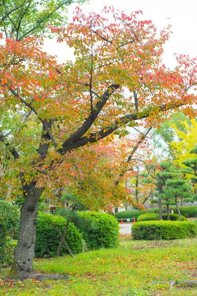 Parc Château Osaka Avec Automne Osaka Japon — Photo