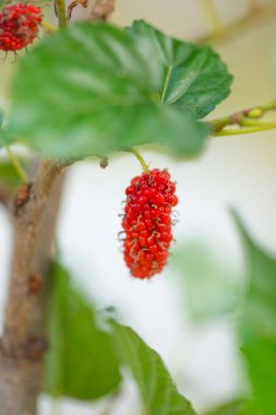 Ağaçta kırmızı dut yemek arkaplanı