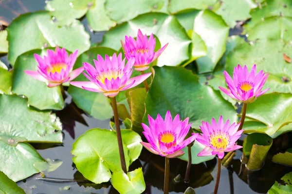 Lirio Agua Loto Waterlily Flor Piscina —  Fotos de Stock