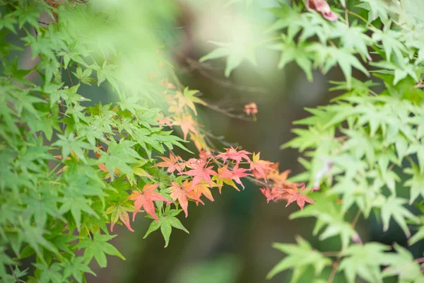 Κόκκινα Φύλλα Πέφτουν Την Εποχή Του Φθινοπώρου — Φωτογραφία Αρχείου
