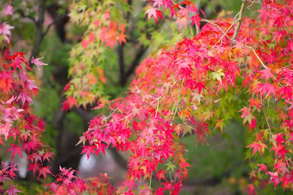 Hojas Arce Rojo Temporada Otoño Templo Kiyomizu Dera Kyoto Japón —  Fotos de Stock
