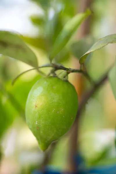 Citron Vert Sur Arbre Dans Jardin — Photo