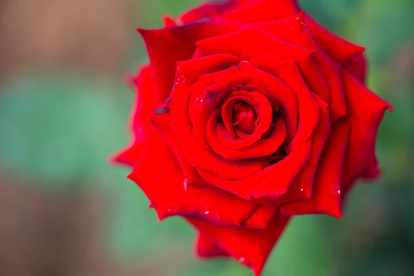 Fechado Rosa Vermelha Jardim — Fotografia de Stock