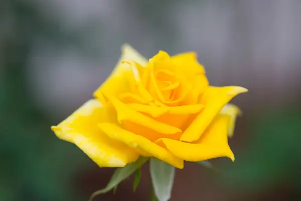 Rosa Amarela Jardim — Fotografia de Stock