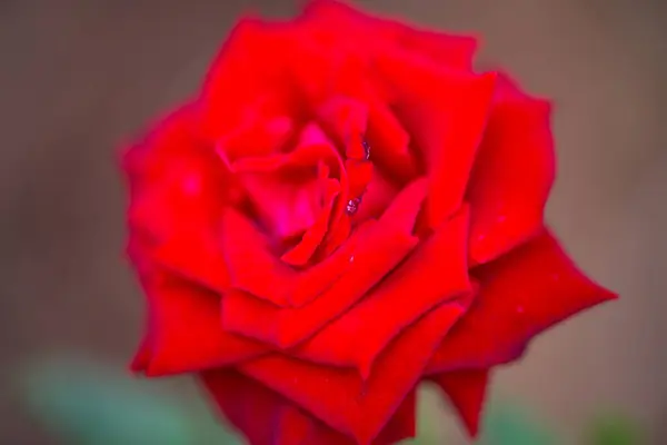 Rosa Vermelha Árvore Jardim — Fotografia de Stock