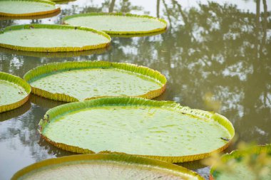 Victoria nilüfer yaprakları bahçede