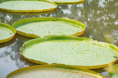 Victoria Nilüferinin dev yaprakları havuzda