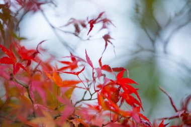 Japon Kyoto 'daki Kiyomizu-dera Tapınağı' nda sonbahar mevsiminde Kızıl Akçaağaç 'ın bulanık bir resmi.