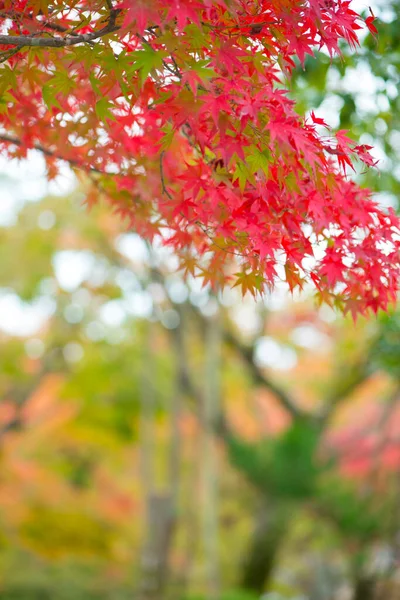Folhas Bordo Vermelhas Temporada Outono — Fotografia de Stock