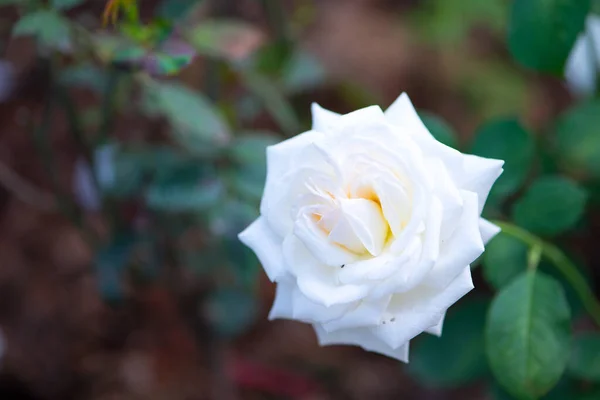 Rosa Blanca Jardín — Foto de Stock