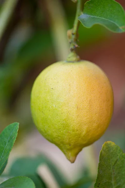 Citron Jaune Sur Arbre Dans Jardin — Photo