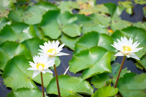 Водяная Лилия Лотос Цветок Ватерлилии Бассейне — стоковое фото