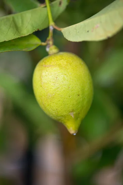 Citron Vert Sur Arbre Dans Jardin — Photo