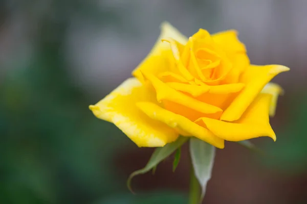 Rosa Amarilla Jardín — Foto de Stock