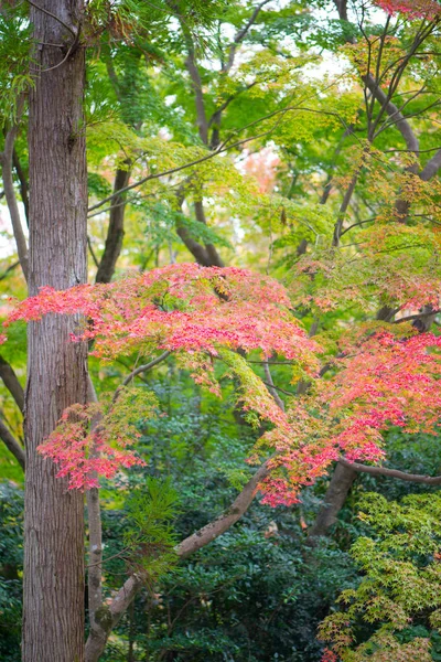 Feuilles Érable Rouge Automne — Photo