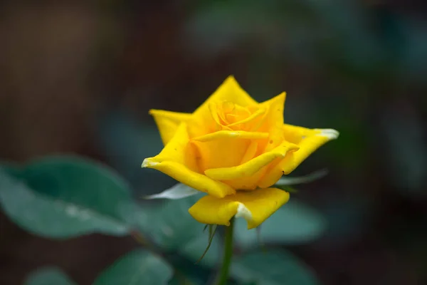 Rosa Amarela Jardim — Fotografia de Stock